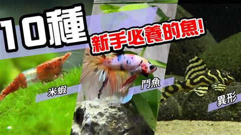 養魚的種類|整理：9種適合新手飼養的小型觀賞魚！